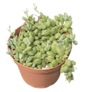String of Tears
